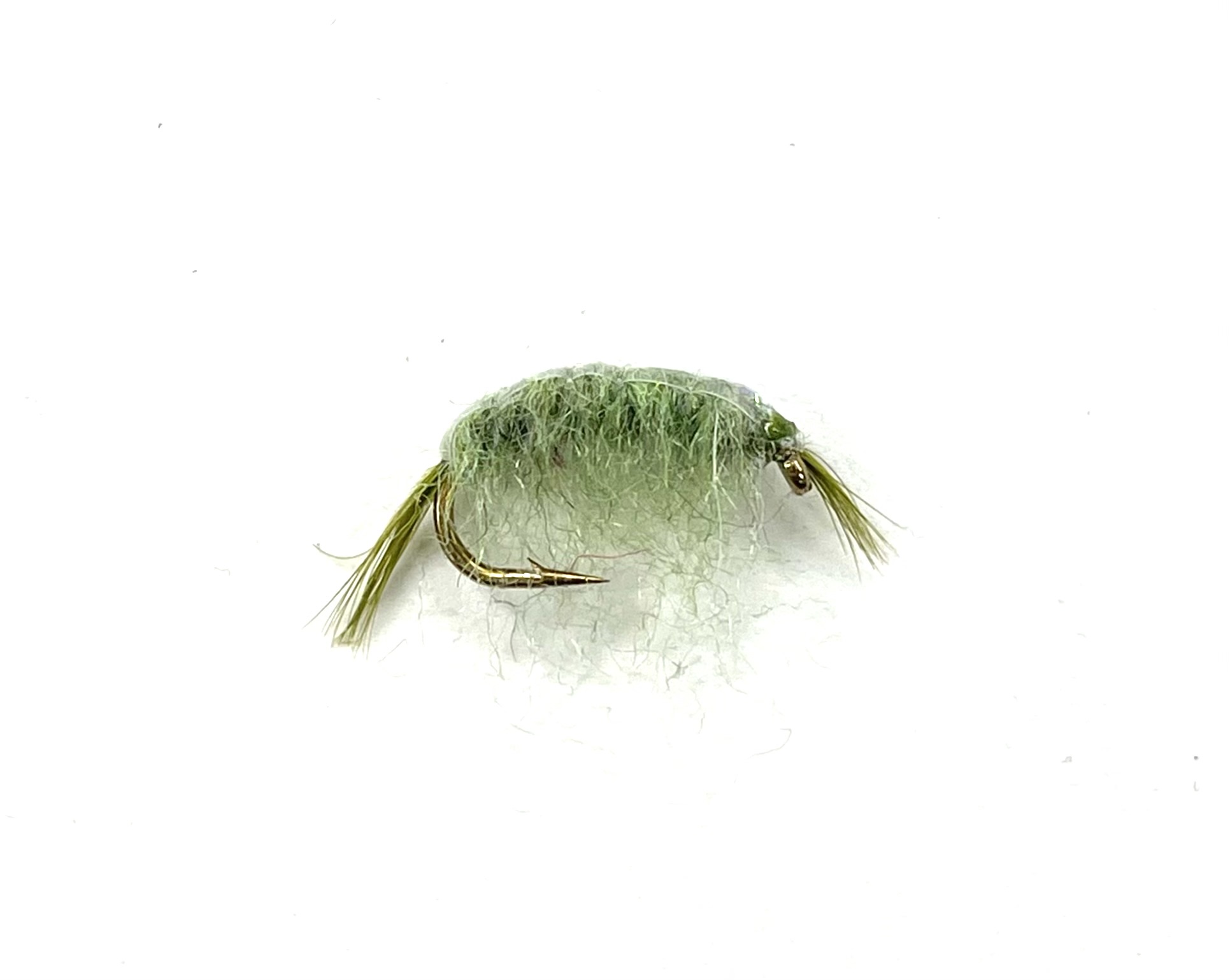 Freshwater Shrimp and Water Boatmen